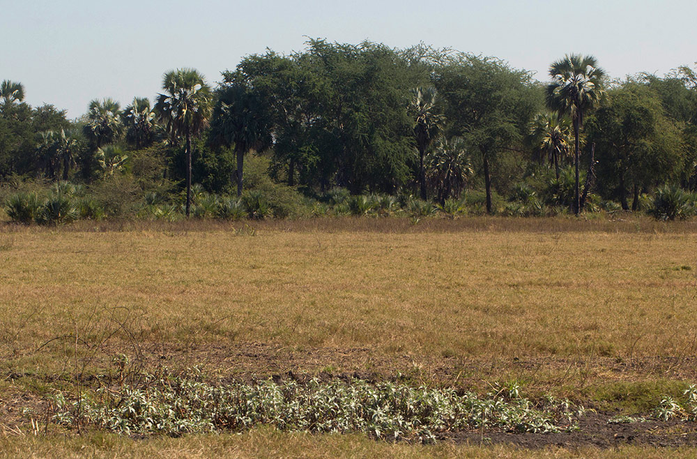 Persicaria senegalensis f. albotomentosa Persicaria senegalensis f. albotomentosa