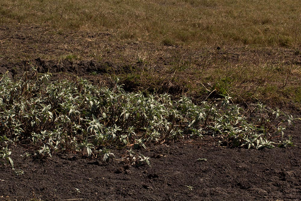 Persicaria senegalensis f. albotomentosa Persicaria senegalensis f. albotomentosa