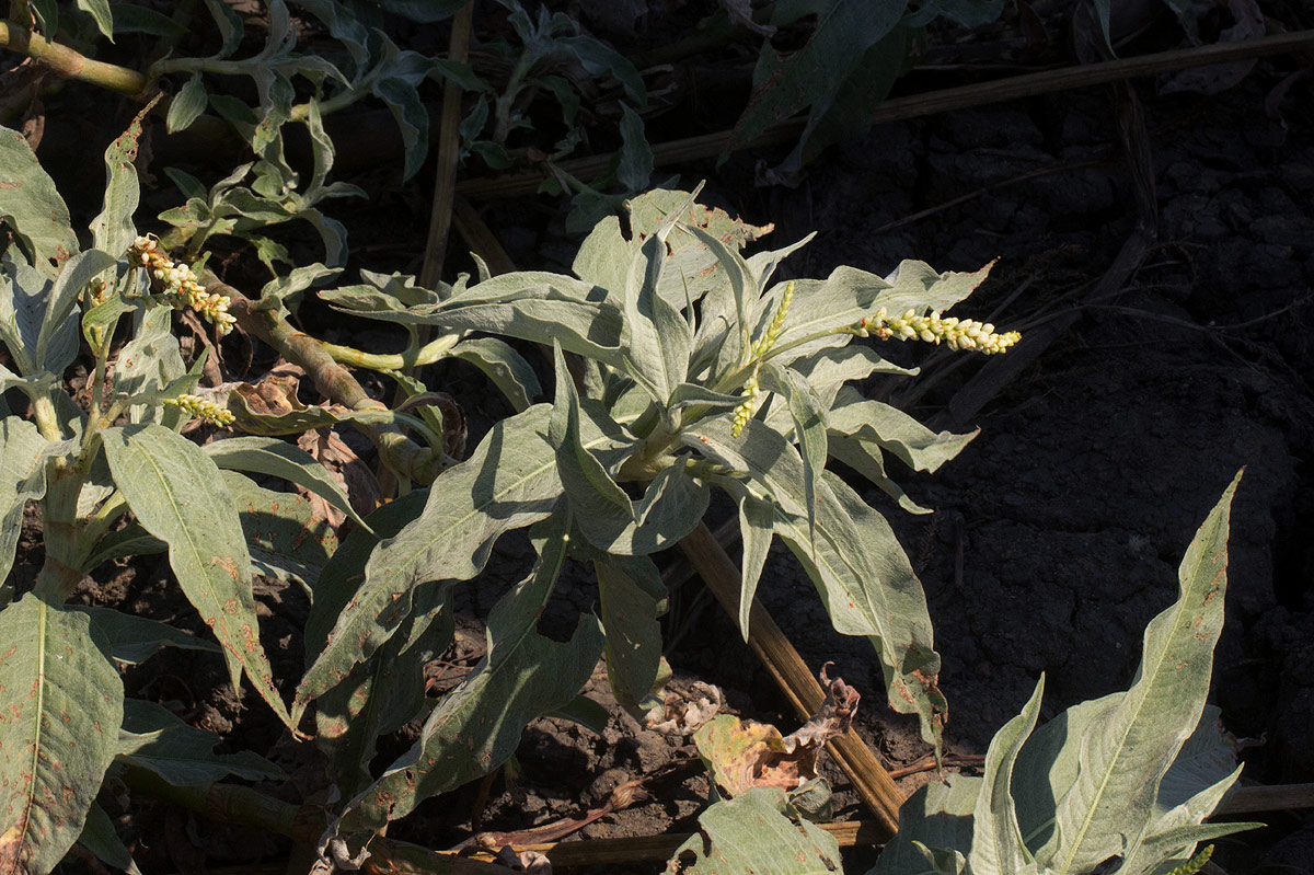 Persicaria senegalensis f. albotomentosa Persicaria senegalensis f. albotomentosa