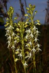 Habenaria kyimbilae