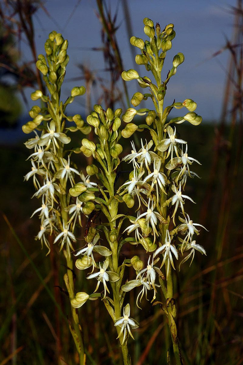 Habenaria kyimbilae