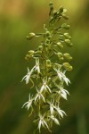 Habenaria kyimbilae