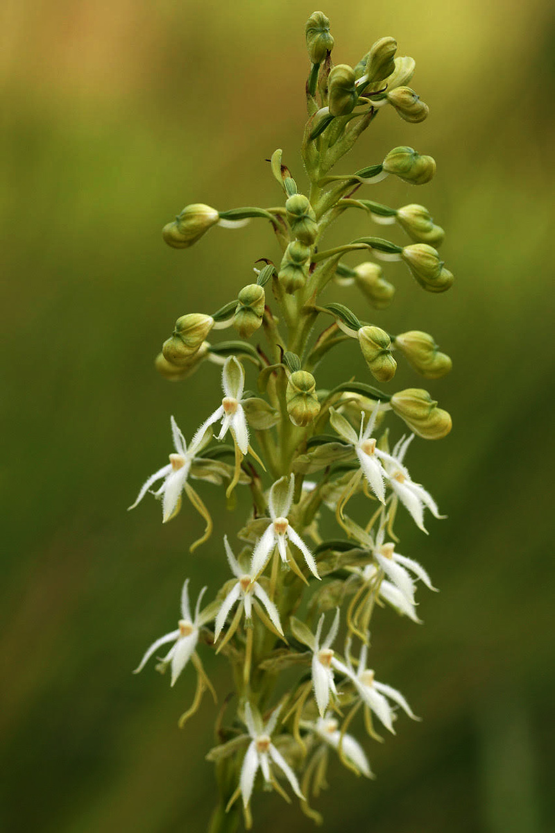 Habenaria kyimbilae
