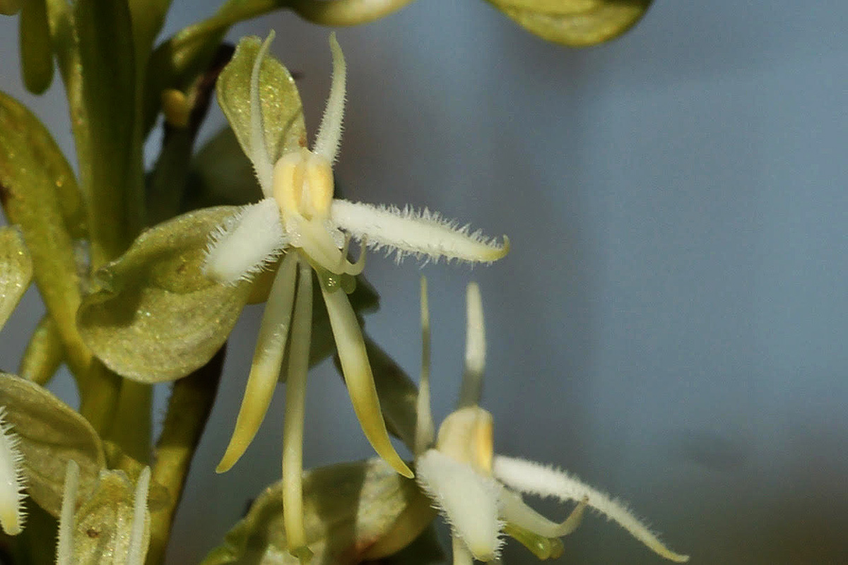 Habenaria kyimbilae