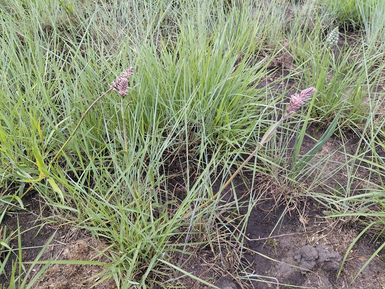 Pandiaka carsonii var. linearifolia