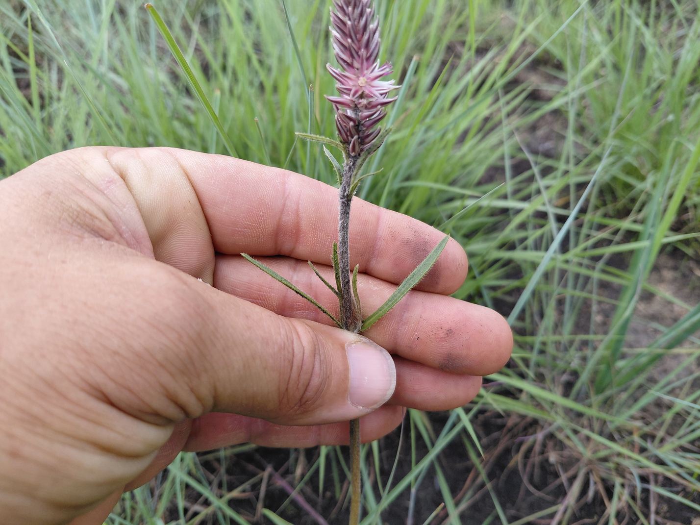 Pandiaka carsonii var. linearifolia