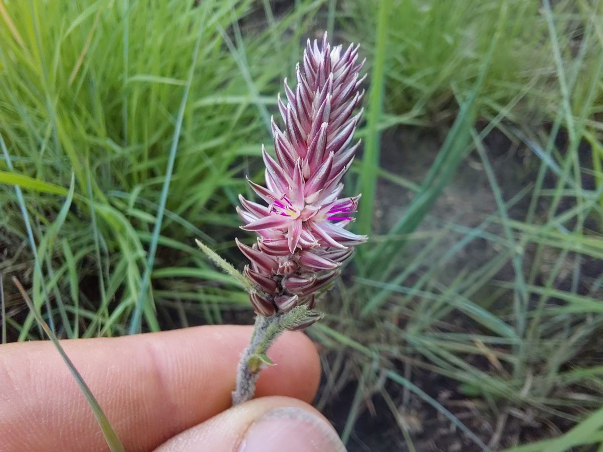 Pandiaka carsonii var. linearifolia
