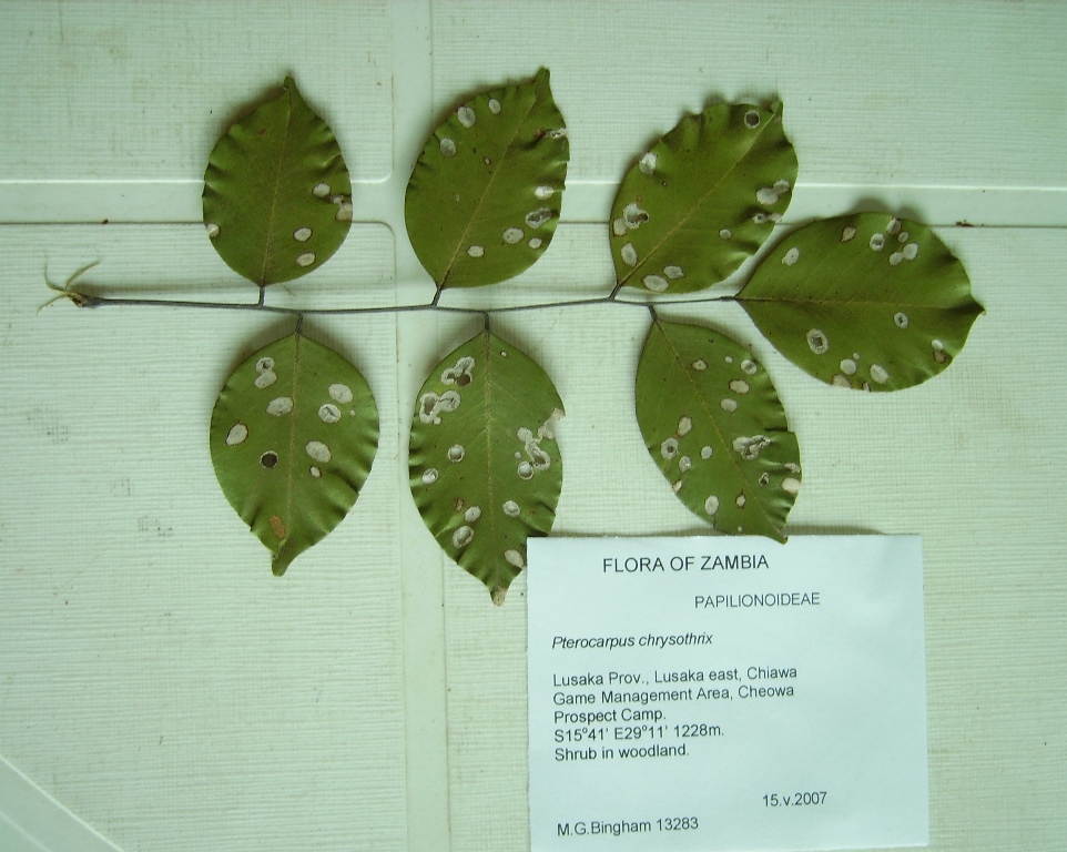 Pterocarpus tinctorius Pterocarpus tinctorius