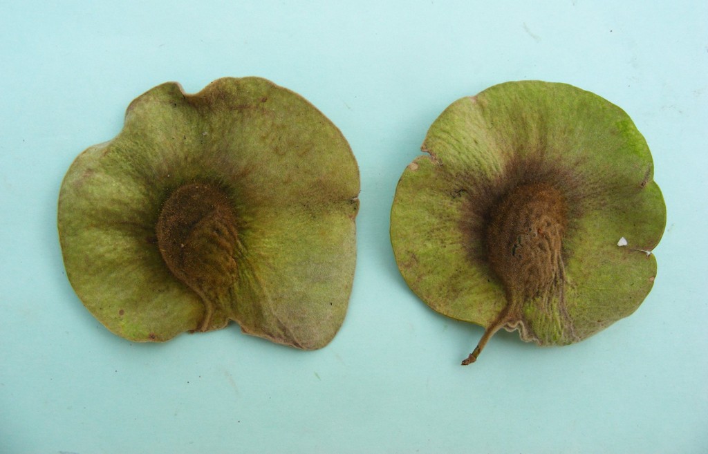 Pterocarpus tinctorius