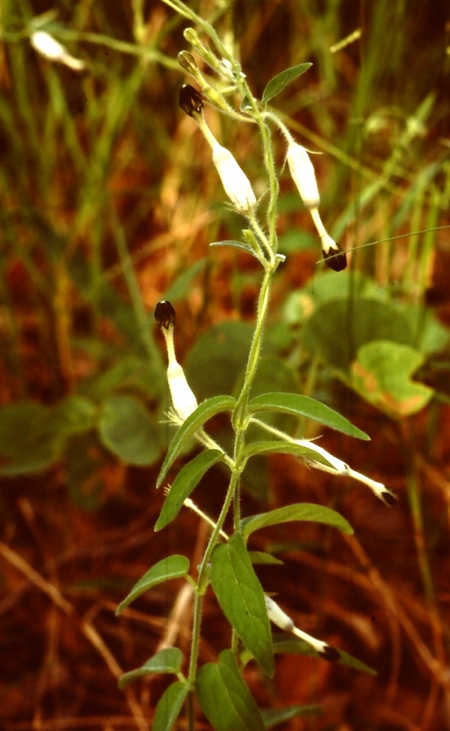 Ceropegia bonafouxii