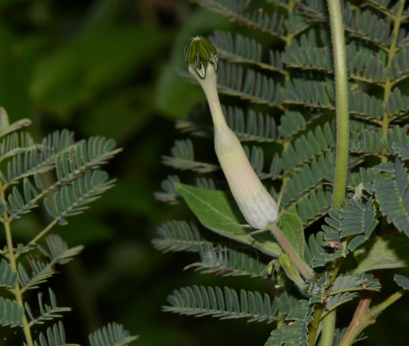 Ceropegia bonafouxii