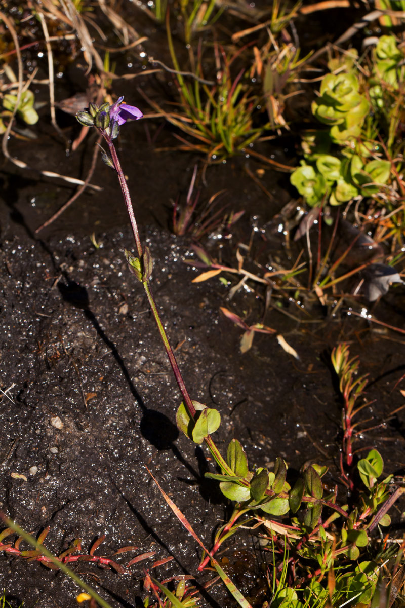 Crepidorhopalon goetzei