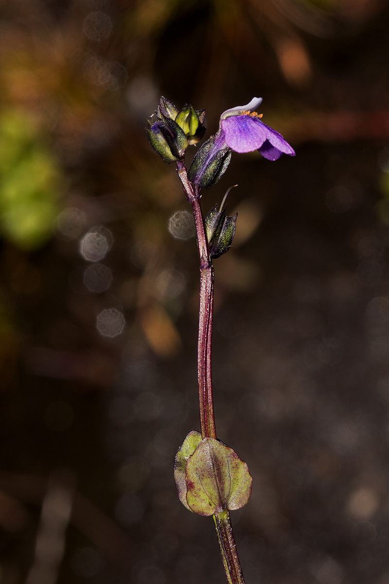 Crepidorhopalon goetzei Crepidorhopalon goetzei