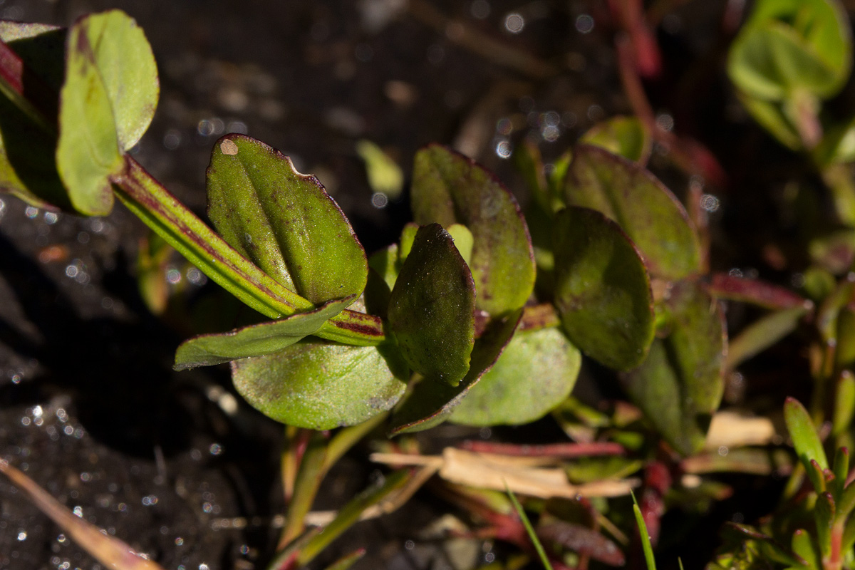 Crepidorhopalon goetzei