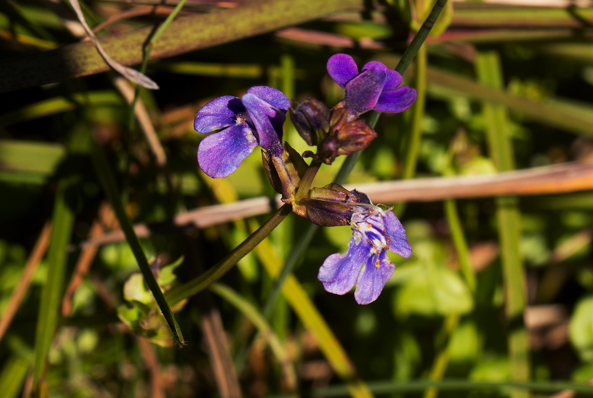 Crepidorhopalon goetzei