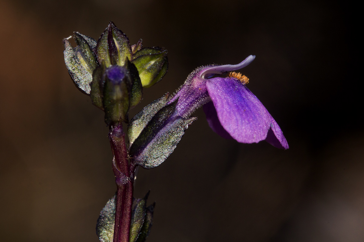 Crepidorhopalon goetzei Crepidorhopalon goetzei