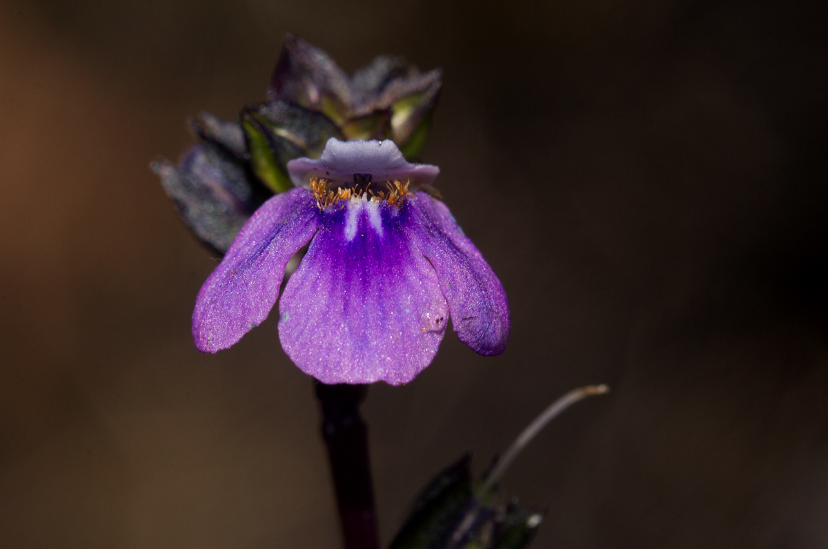 Crepidorhopalon goetzei