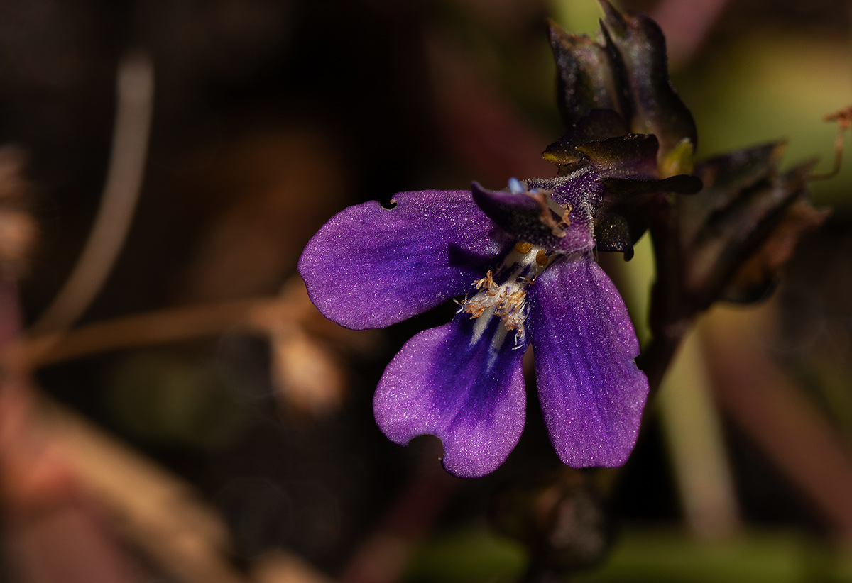 Crepidorhopalon goetzei Crepidorhopalon goetzei
