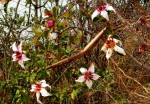 Strophanthus welwitschii