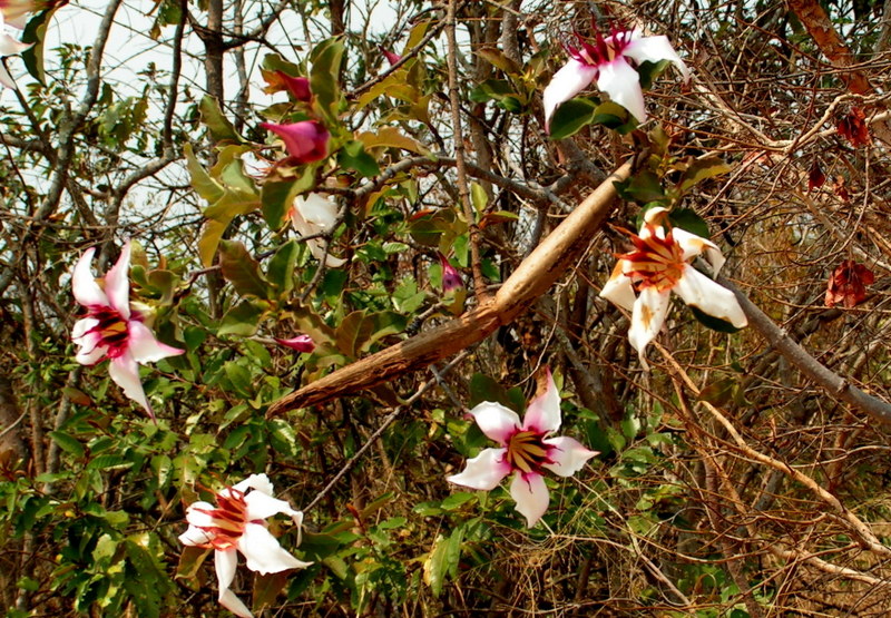 Strophanthus welwitschii