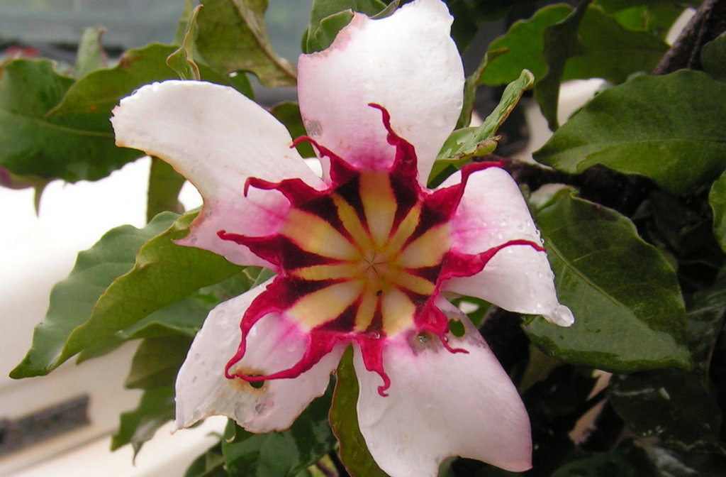 Strophanthus welwitschii