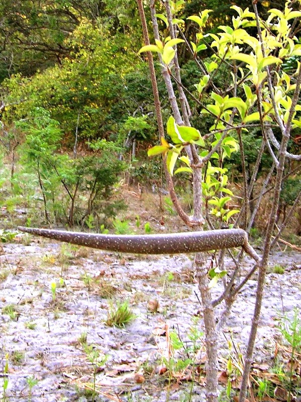 Strophanthus welwitschii