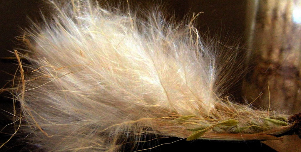 Strophanthus welwitschii