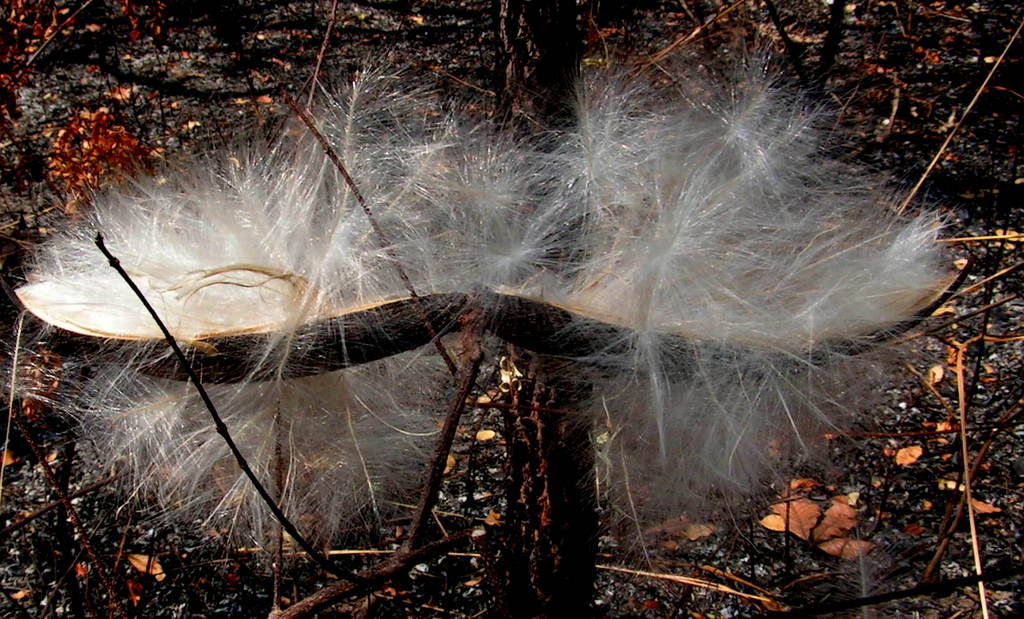 Strophanthus welwitschii