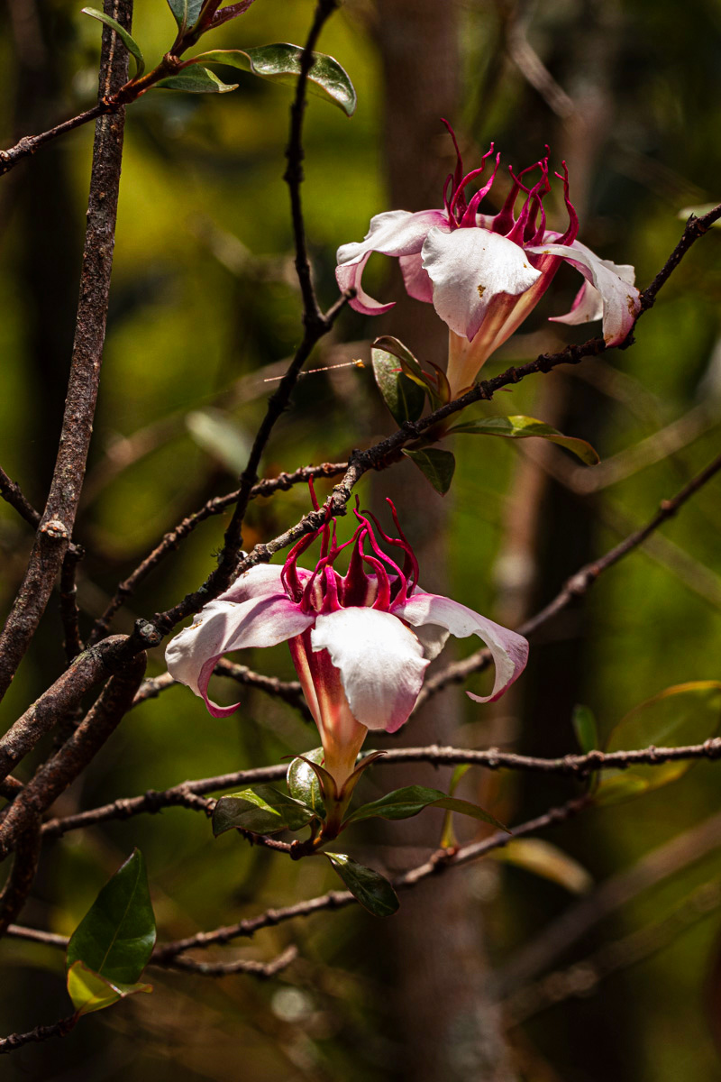 Strophanthus welwitschii Strophanthus welwitschii
