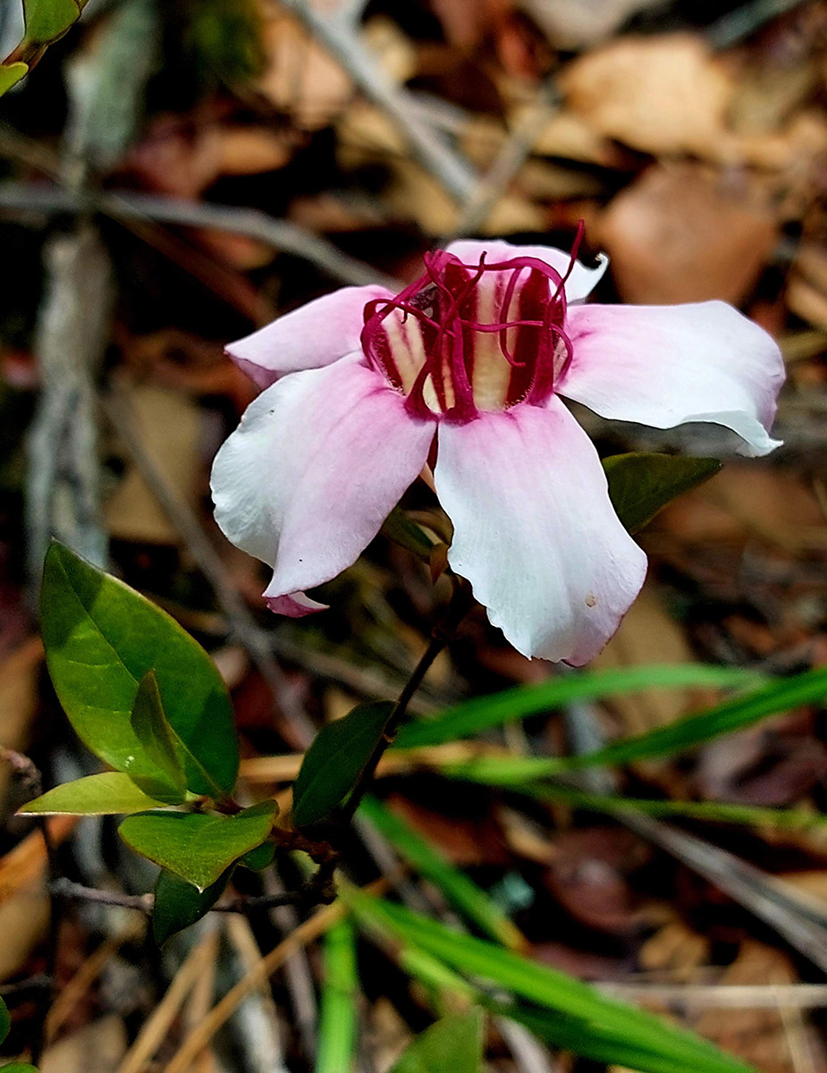 Strophanthus welwitschii Strophanthus welwitschii