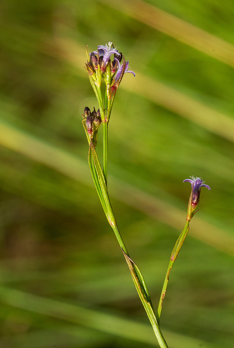 Amphiasma luzuloides