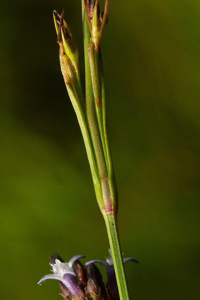 Amphiasma luzuloides