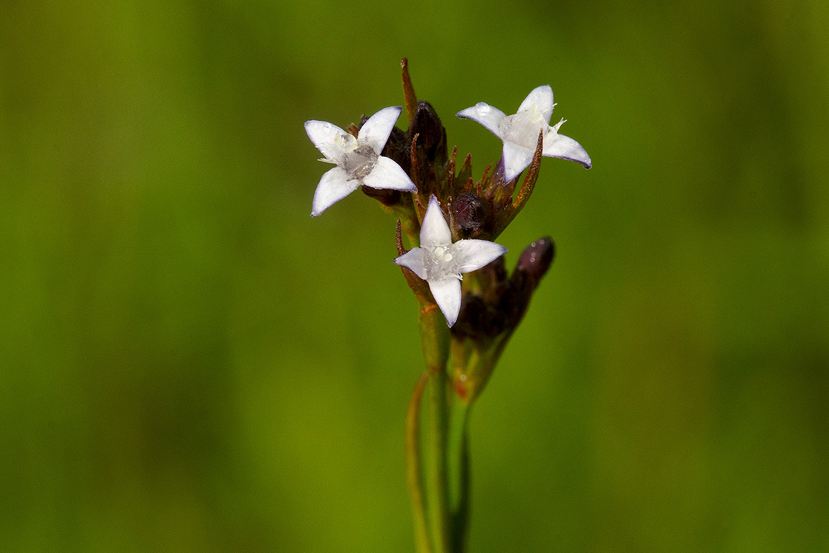 Amphiasma luzuloides