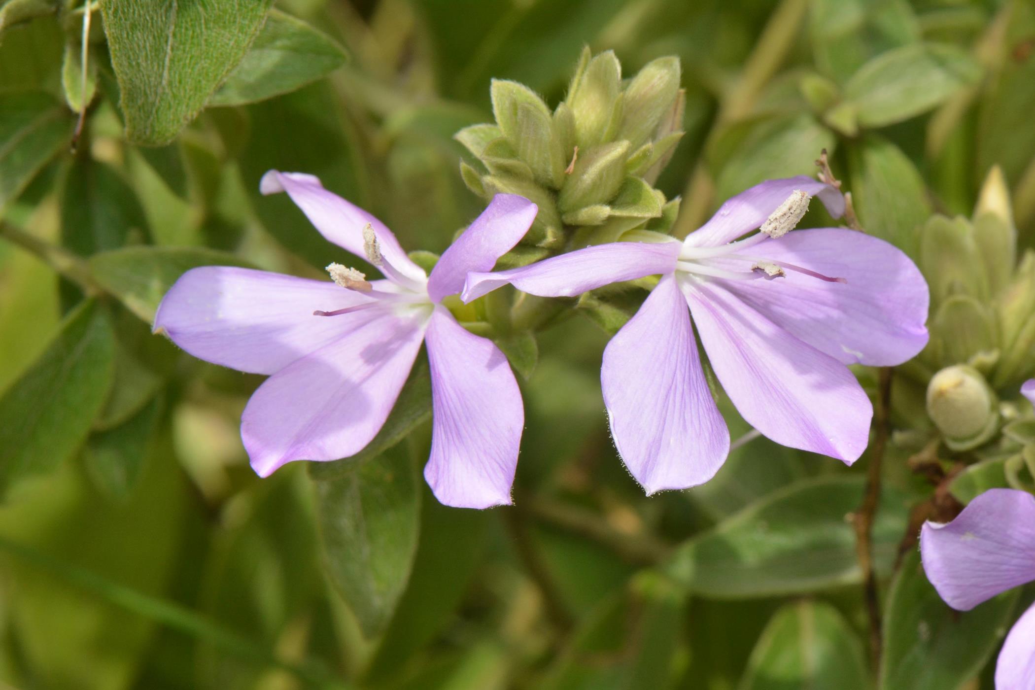 Barleria descampsii
