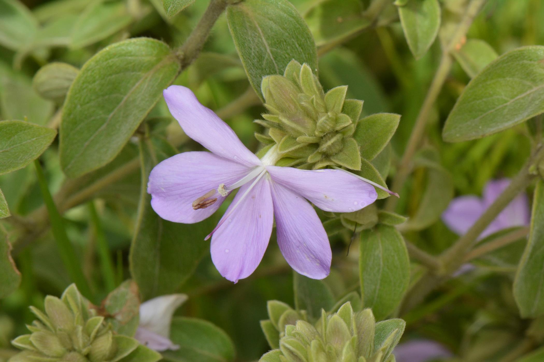 Barleria descampsii