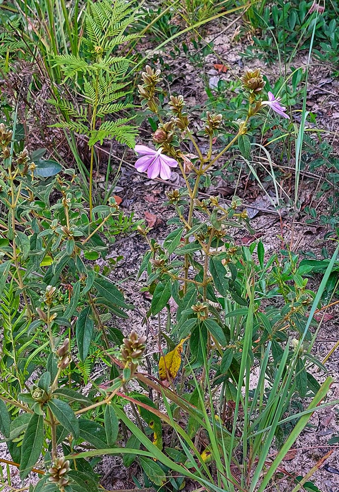 Barleria descampsii