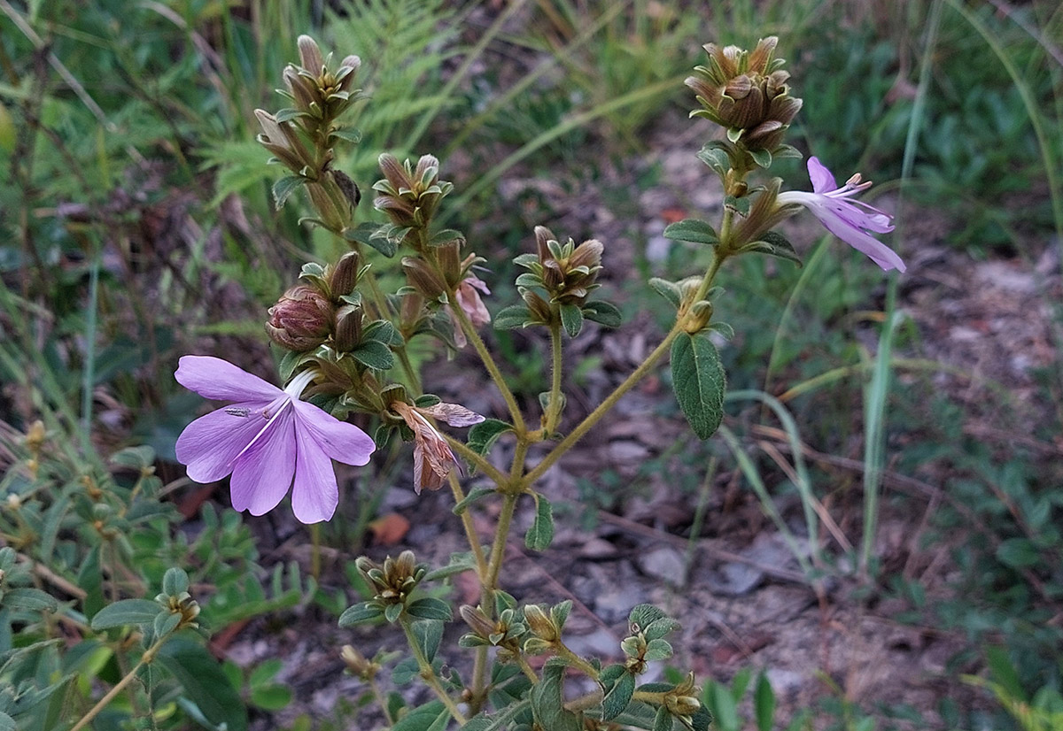 Barleria descampsii