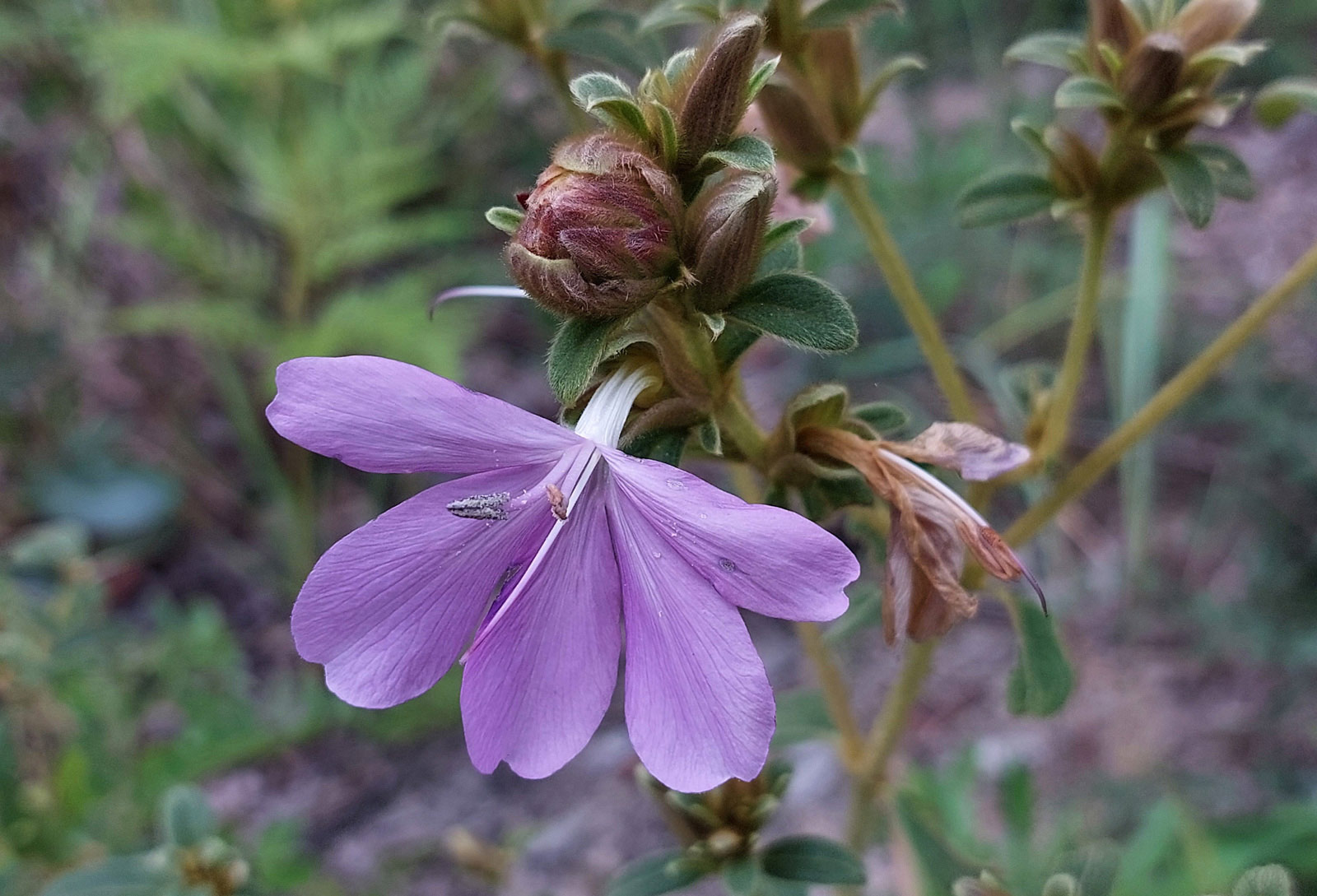 Barleria descampsii