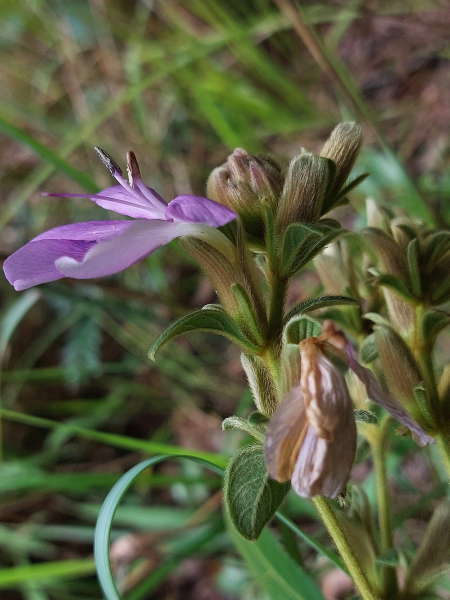 Barleria descampsii