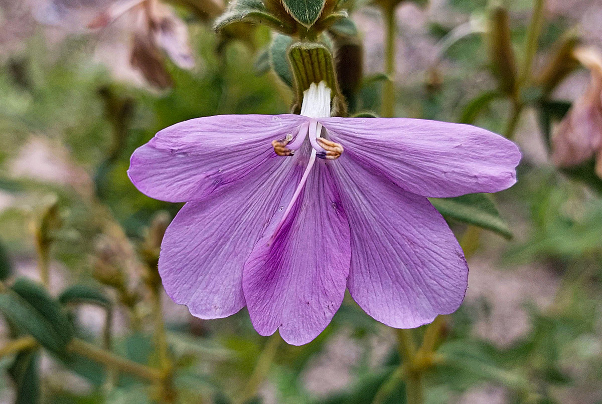 Barleria descampsii
