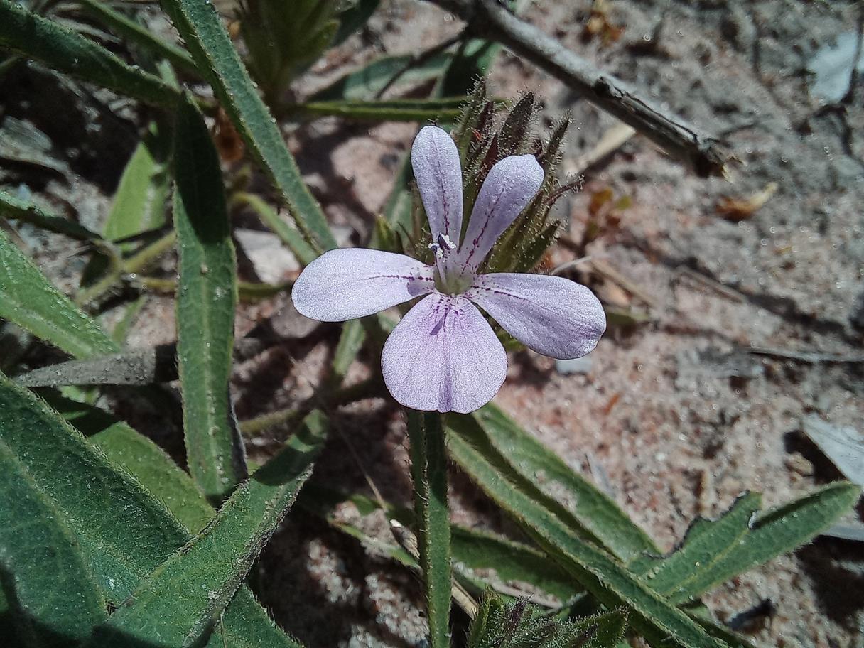 Barleria phaylopsis