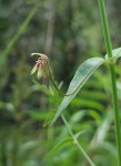Justicia dalaënsis