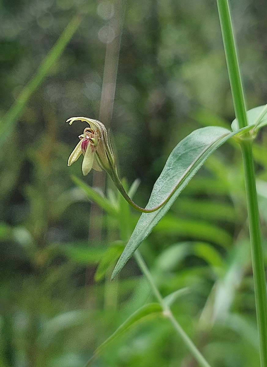 Justicia dalaënsis Justicia dalaënsis