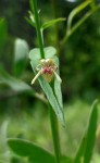 Justicia dalaënsis