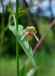 Justicia dalaënsis