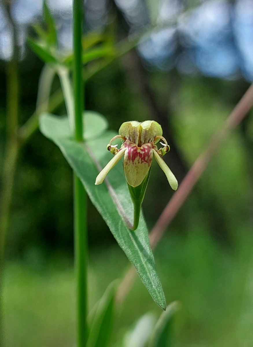 Justicia dalaënsis Justicia dalaënsis