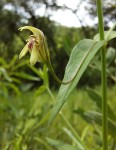 Justicia dalaënsis