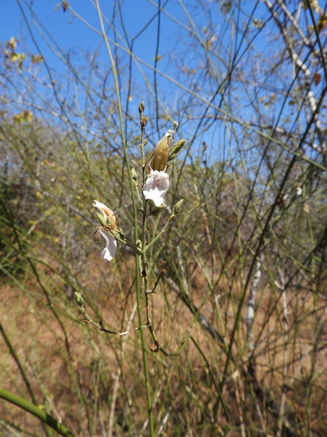 Justicia salvioides Justicia salvioides