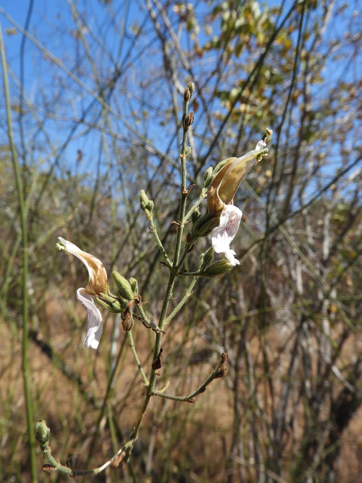 Justicia salvioides Justicia salvioides