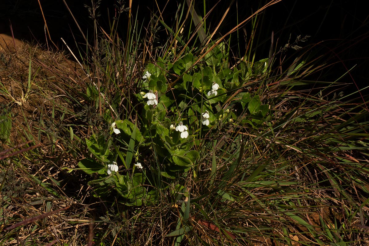 Justicia nuttii Justicia nuttii